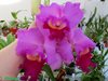 blc. pamela finney